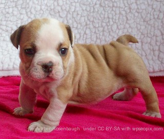 English bulldog puppy for sale photo