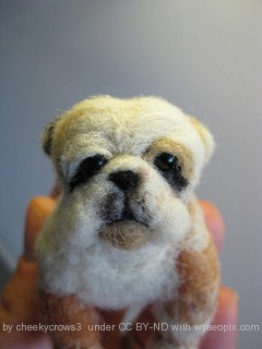 Miniature english bulldog puppy