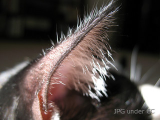 Skin Mites on dogs